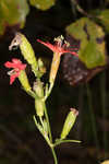 Louisiana catchfly 